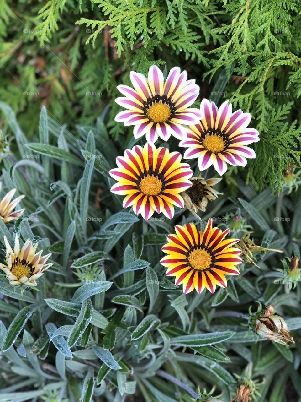 Beautiful striped flowers surrounded by greenery 