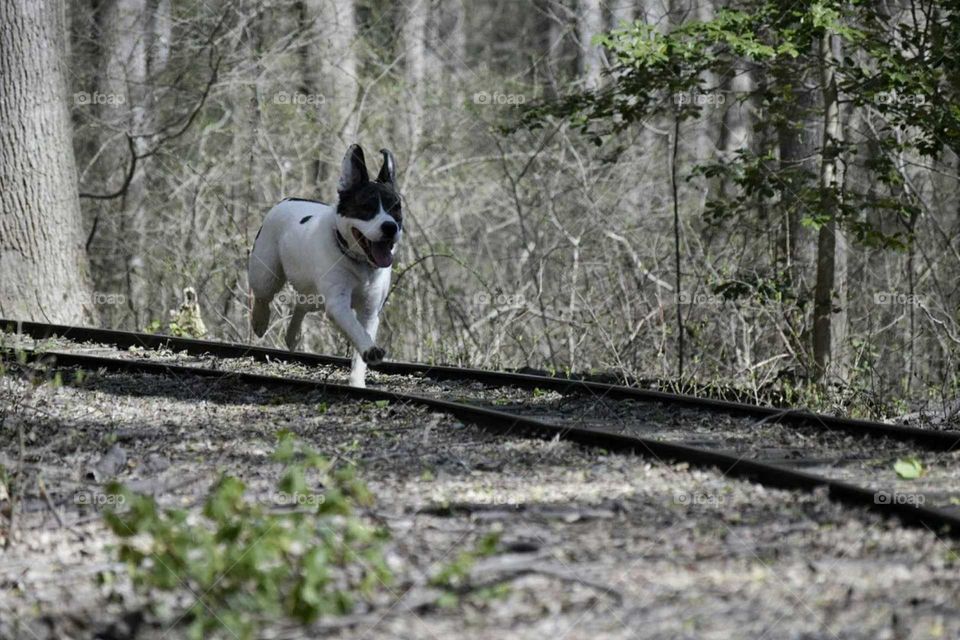 Running Pup