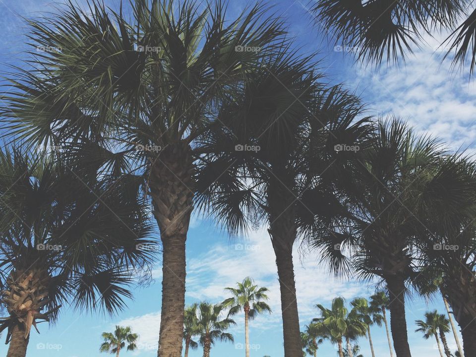 Palm trees