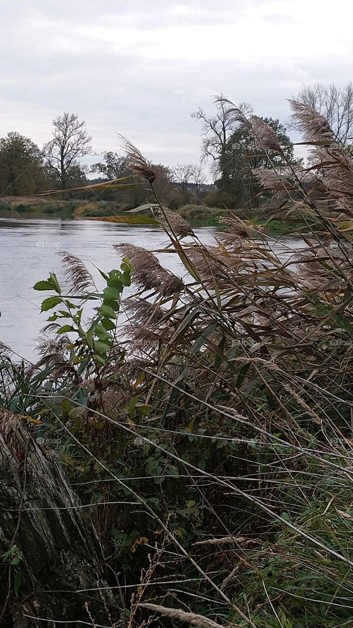 Polish nature, cane at the river