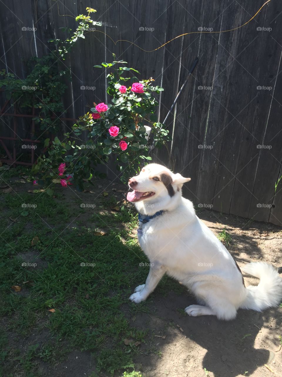 Aussie Shepherd stopping to smell the roses