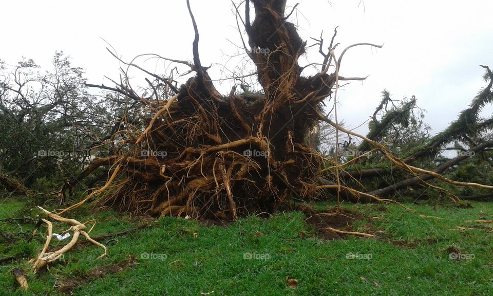 uprooted tree