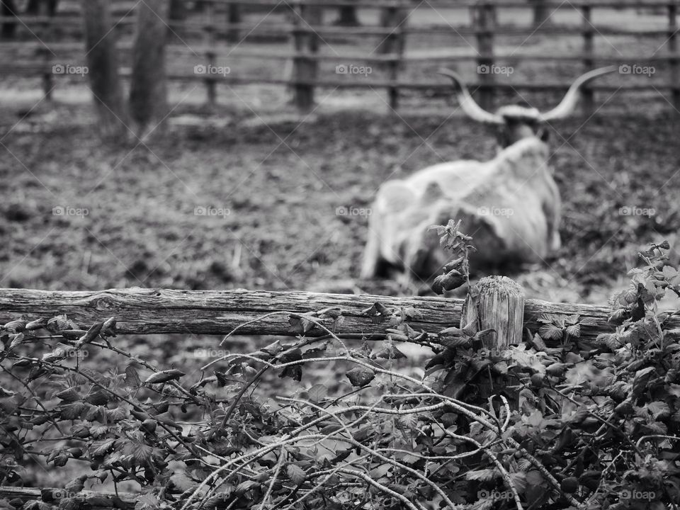 Tuscan buffalo 