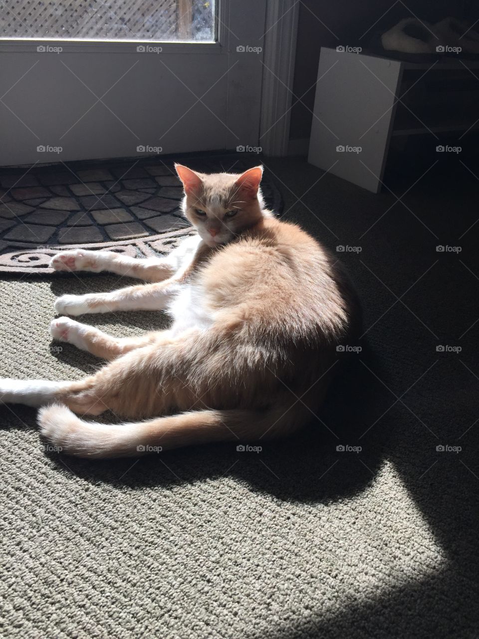Resting in the sun after a long day of nothing. 