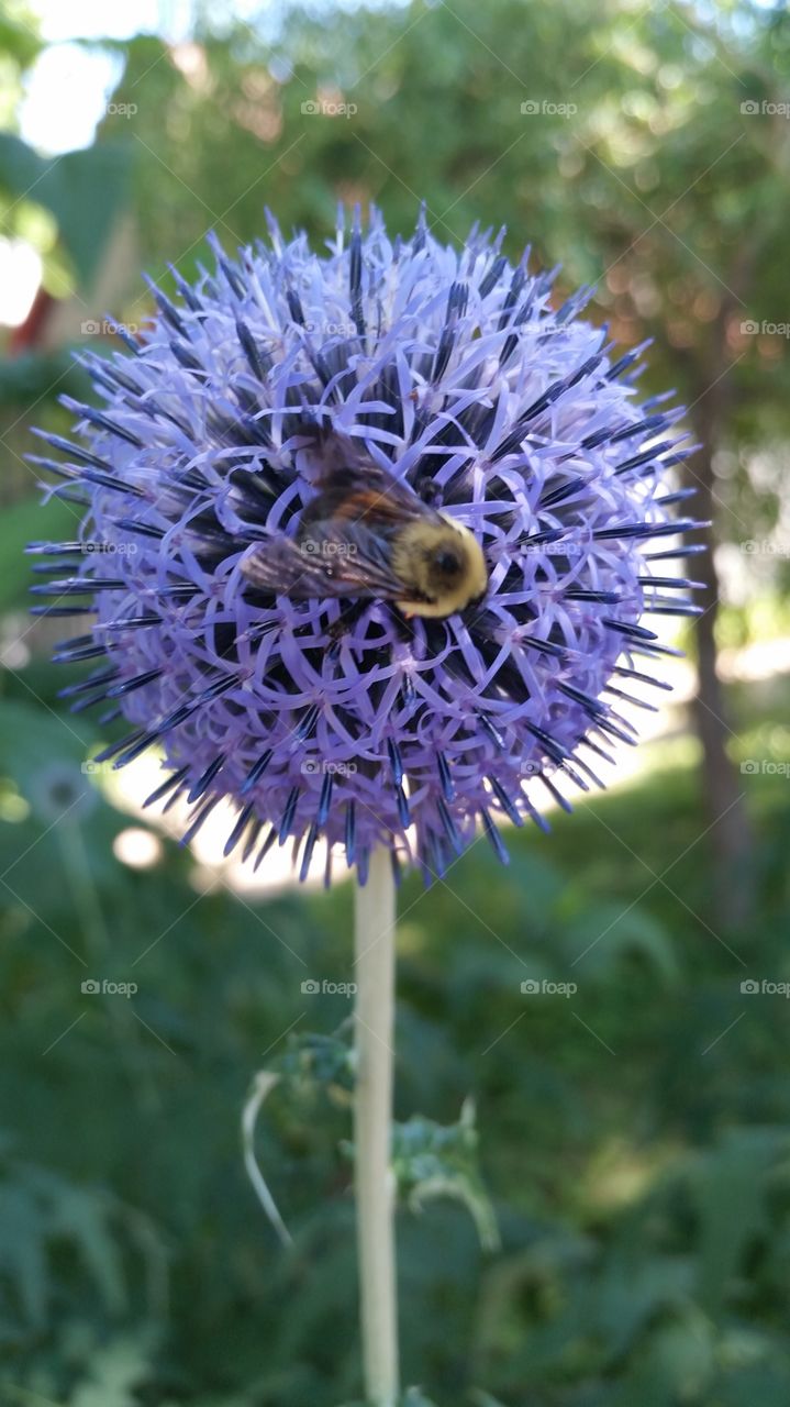 Bee on blue thistle flower