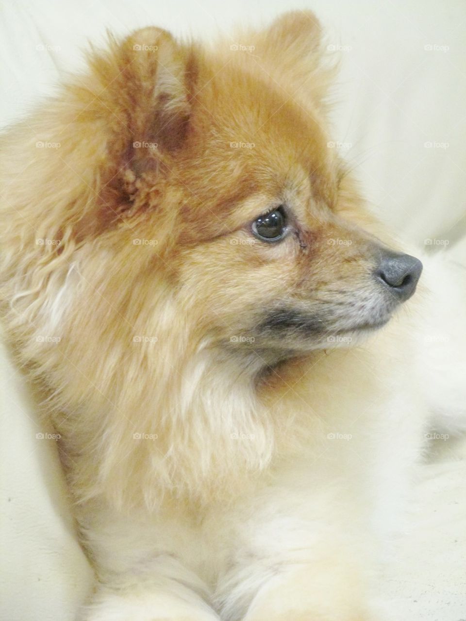 Pom Profile