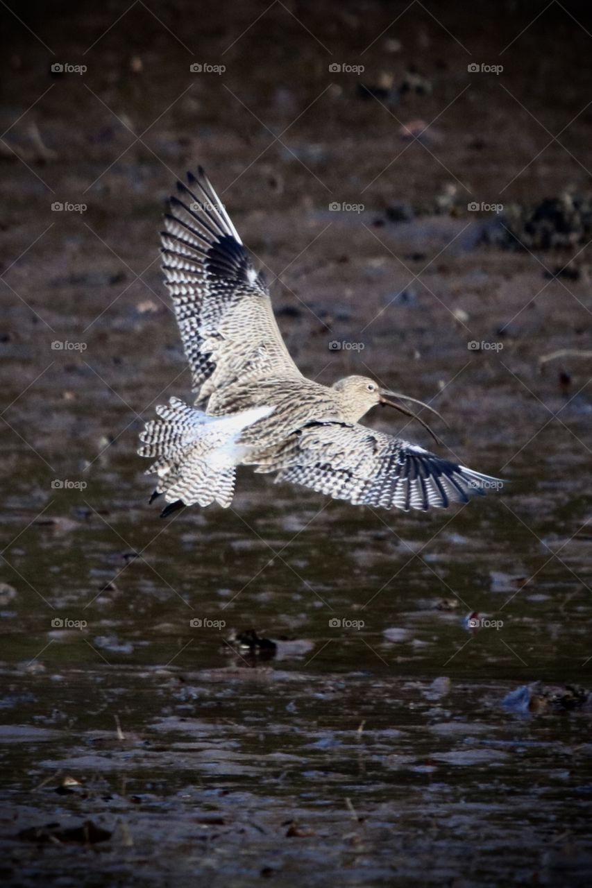 Curlew in flight 