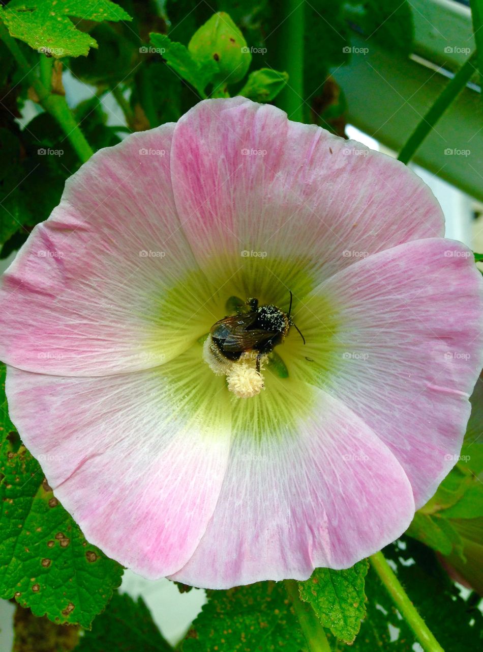 Bee