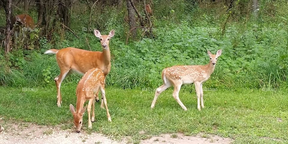 Michigan Whitetail