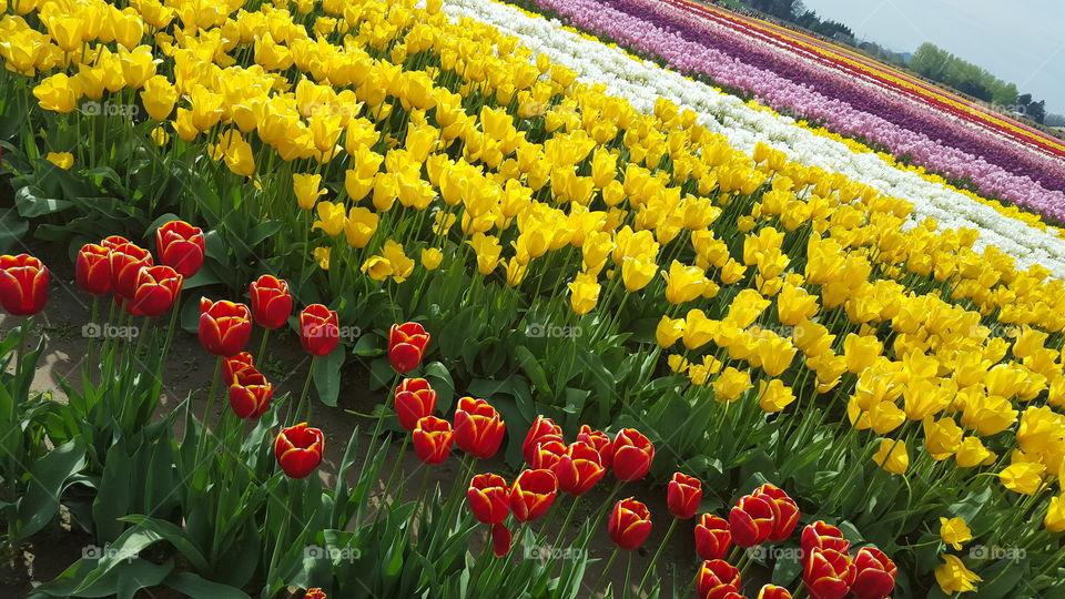 skagit valley tulip festival