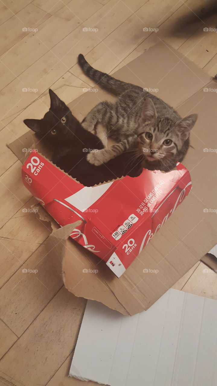 Kittens in a Soda Box