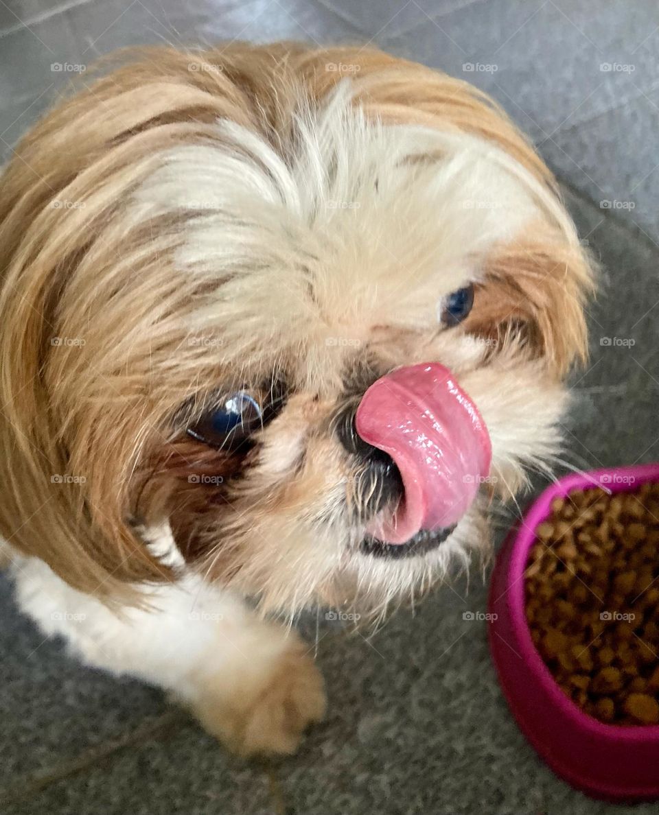 🇺🇸 Try to put your tongue until it touches your nose!  I can't, but our little dog Pepita goes up to the snout. / 🇧🇷 Tente colocar sua língua até encostar no nariz! Eu não consigo, mas a nossa cachorrinha Pepita vai até o focinho.