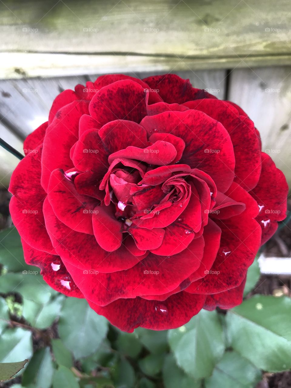 Red Rose