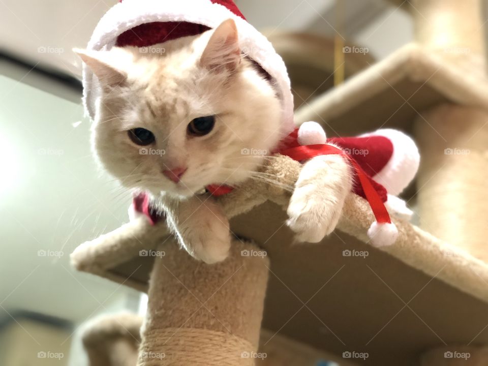 holiday cat