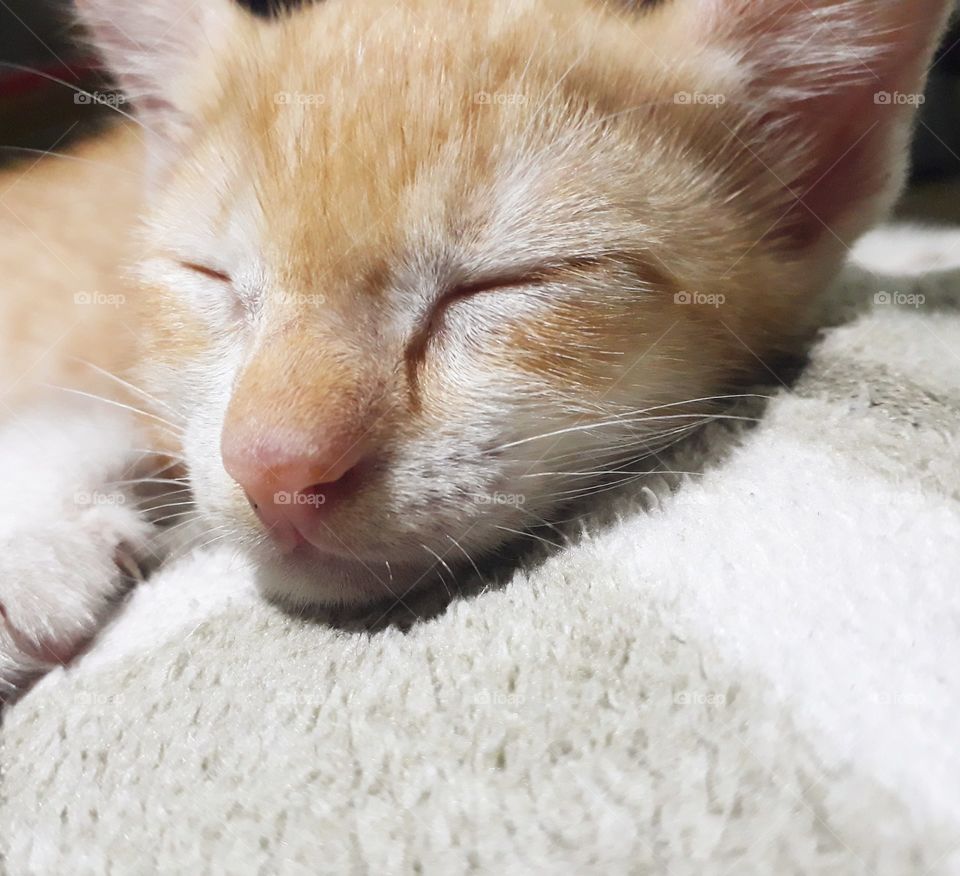 sleepy catnip 🐈😴