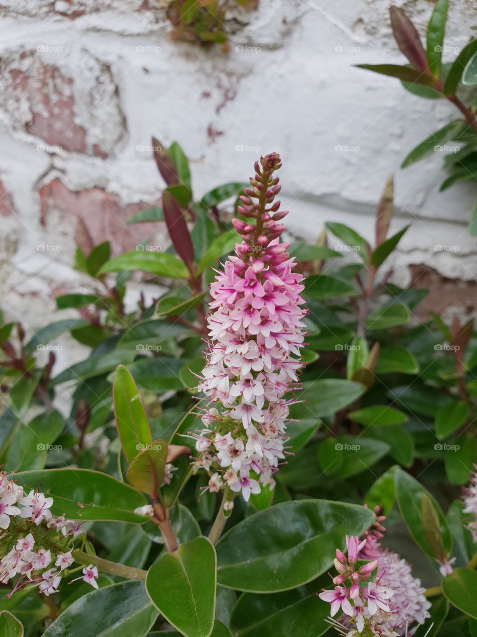 Pink and white flower with weathered wall