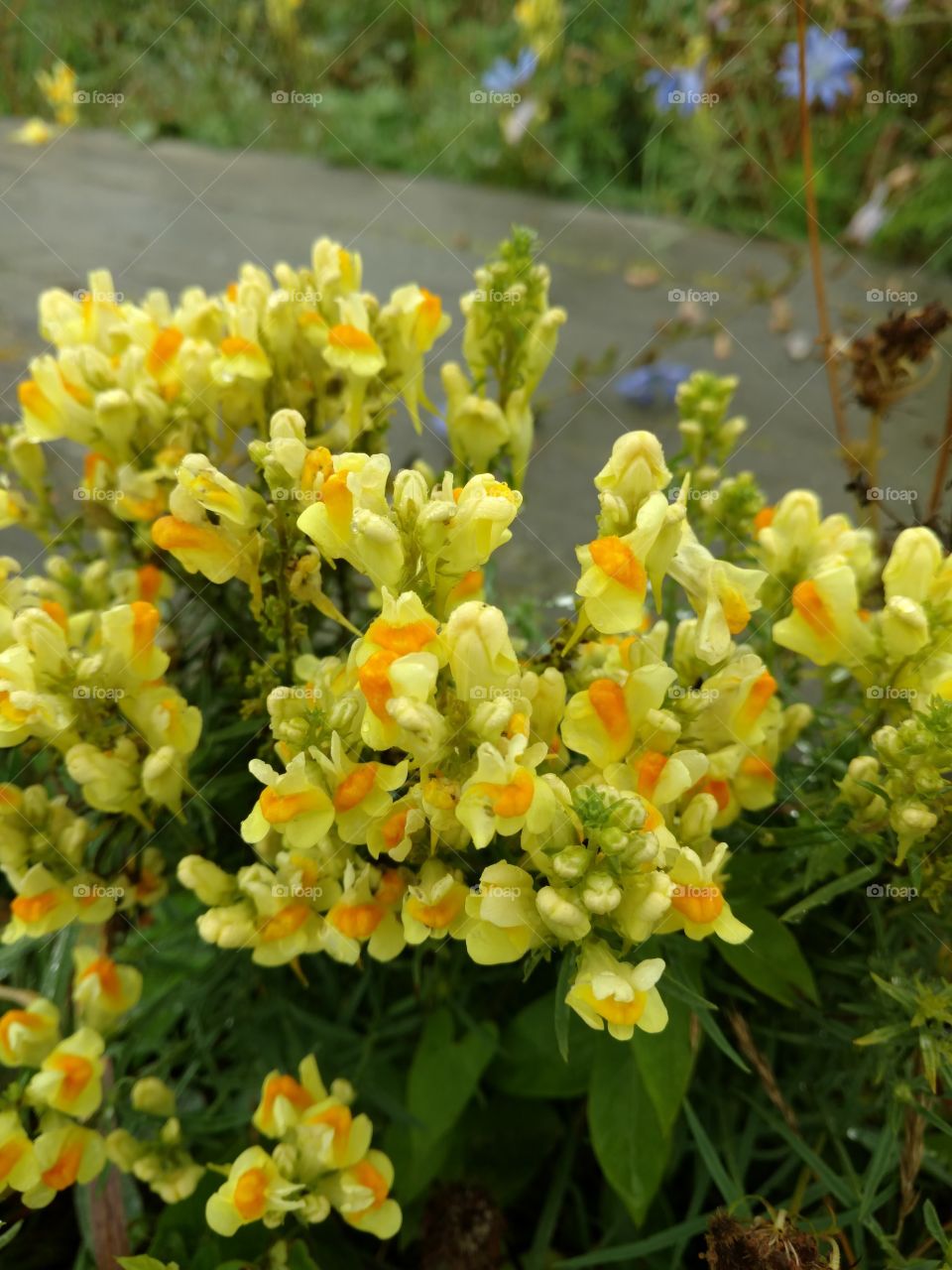 Yellow flowers cluster