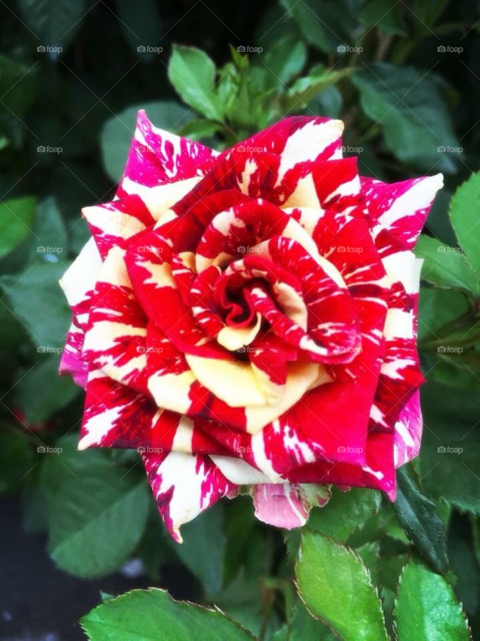 Red and white Rose