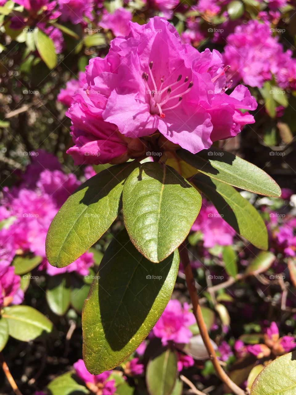 Rhododendron or azalea