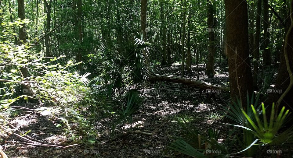 a tropical forest of South Carolina