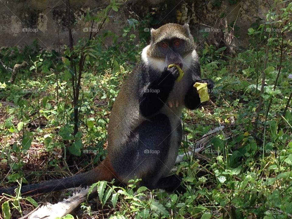 Monkey in Kenya