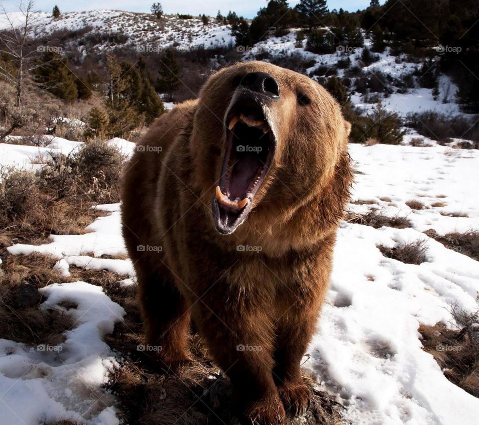 bear war face