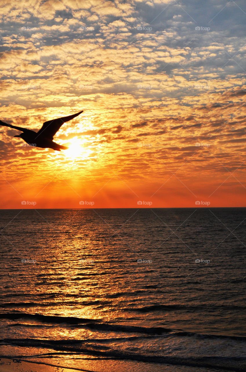 A seagull flying at sunrise over the Atlantic Ocean. 