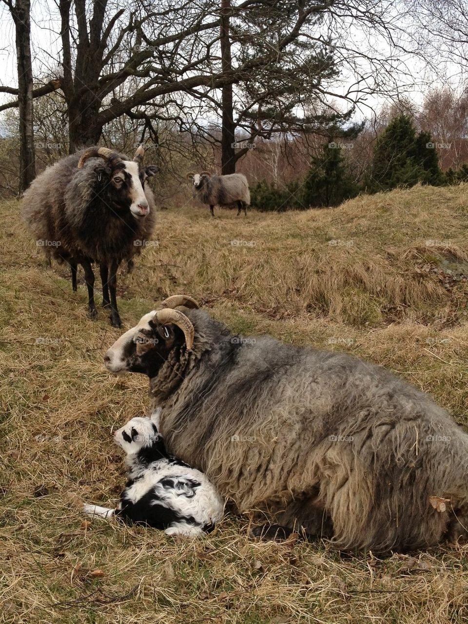 Mum, dad and baby goat