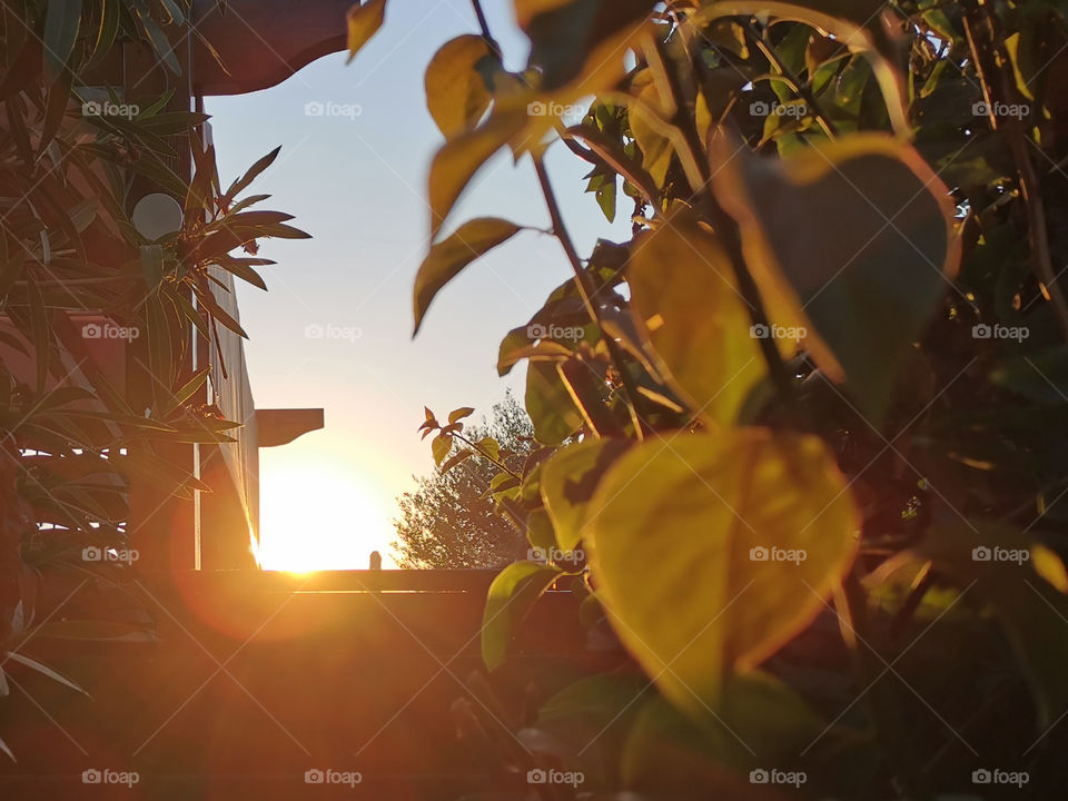 Beautiful sunset against the house fence through the garden. Selective focus at the sunlight. Copy space is on the right side.