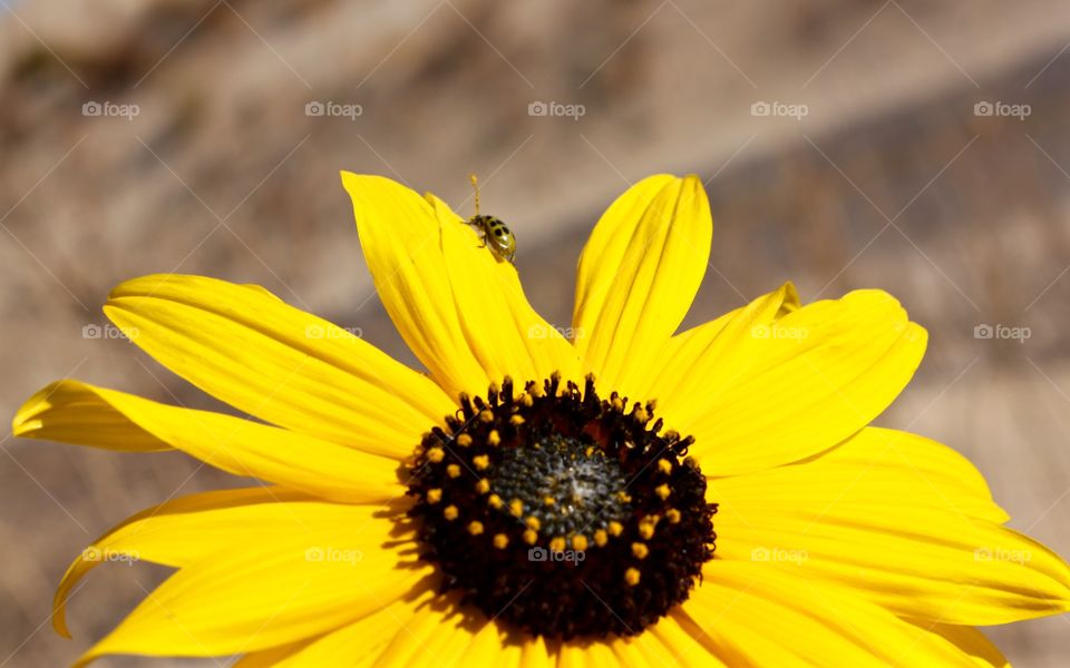 Sunflower Lady Bug