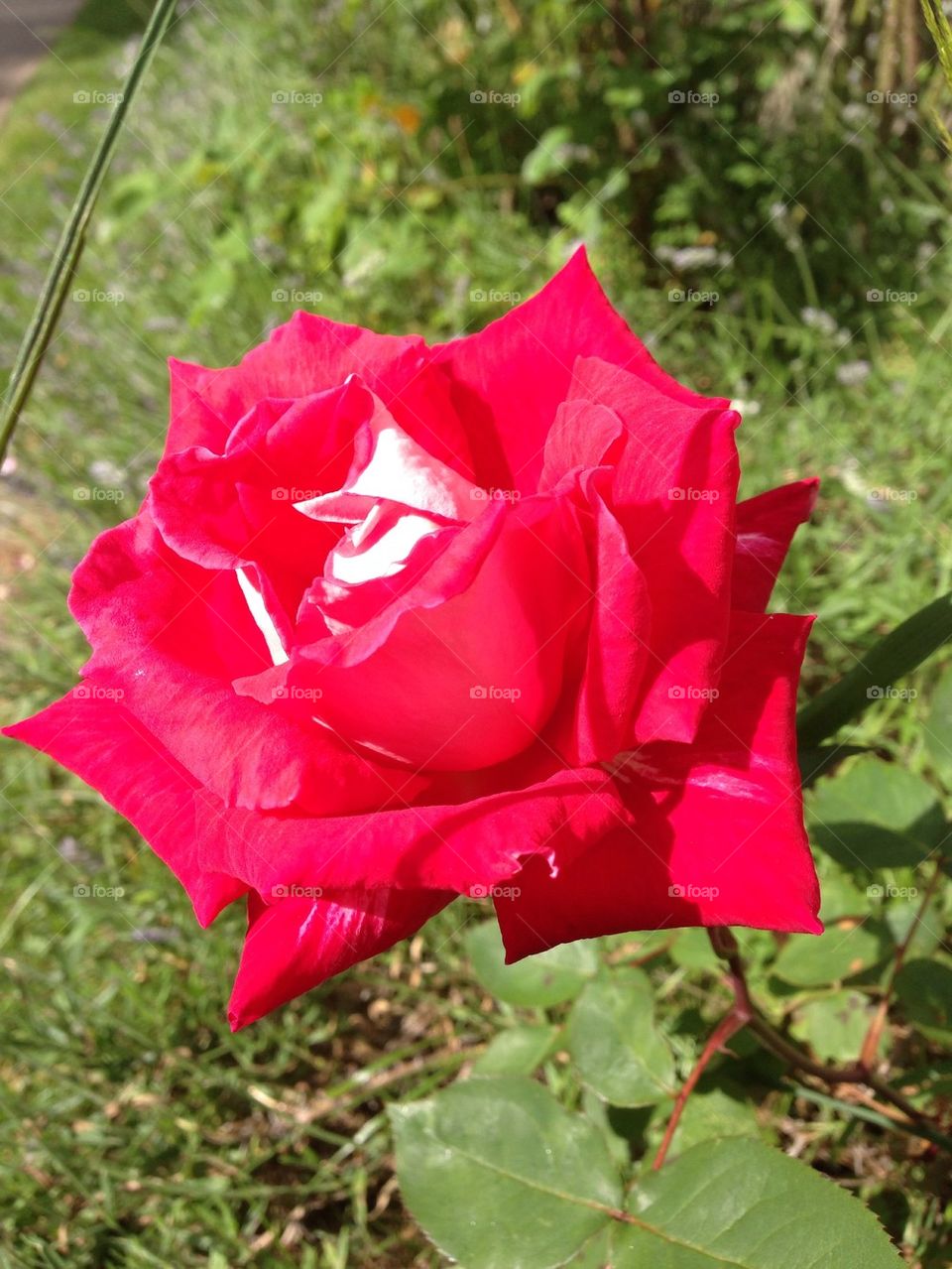 Red rose