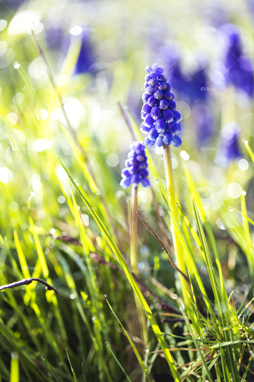 A portrait of a blue grape hyacinth standing in the grass of a lawn in a garden. the flower is standing in front of a bokeh ball filled background with blurred versions of others of its kind during a sunny day in spring.