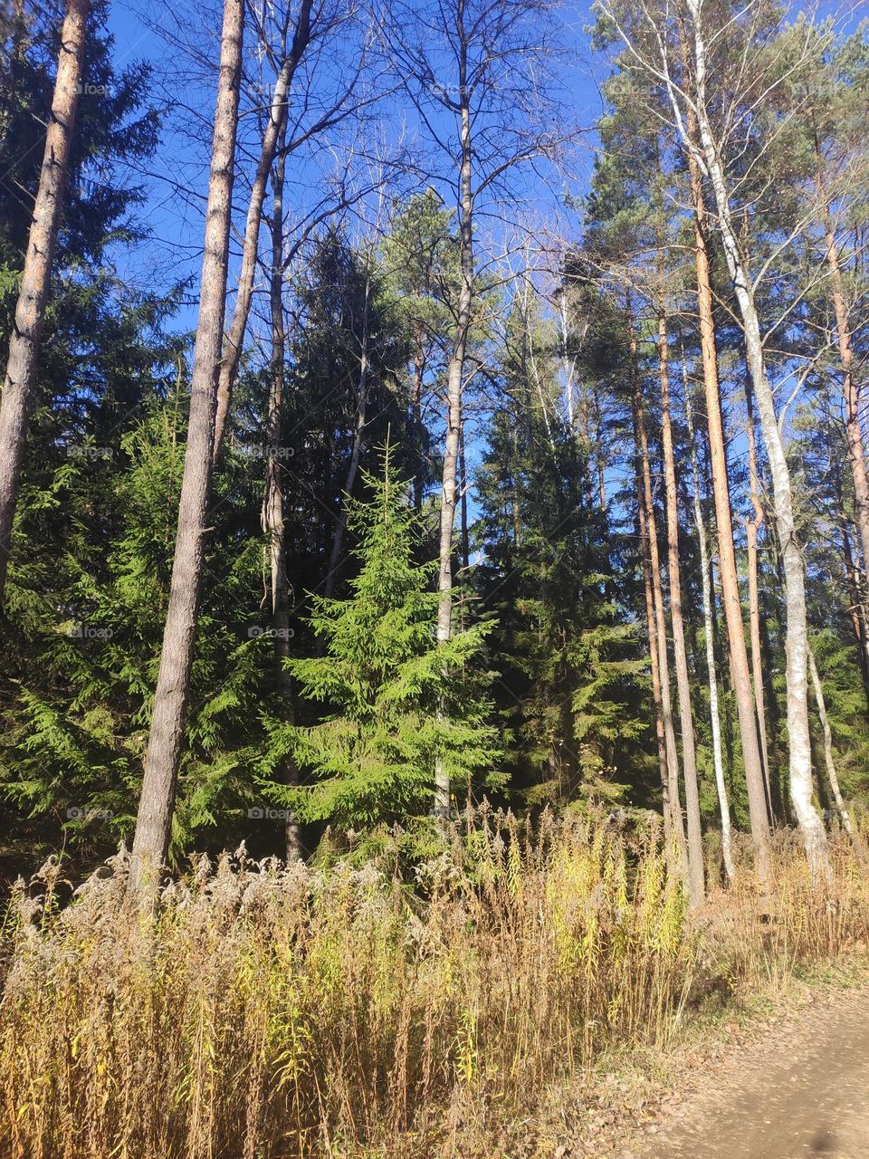 Christmas tree in the autumn forest
