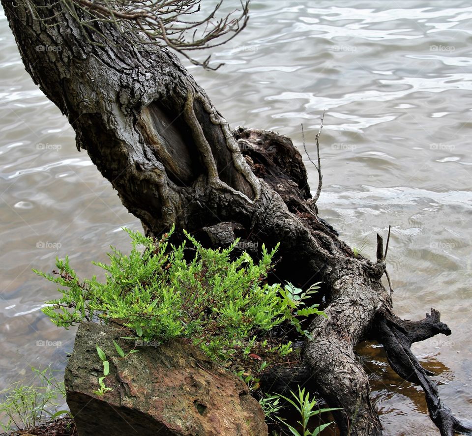 tree at the waters edge.  looking like a thing eating a leaf salad.