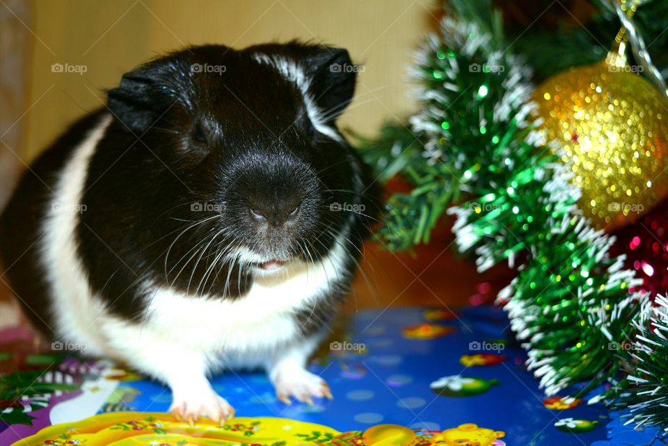 Guinea pig next to christmas decoration