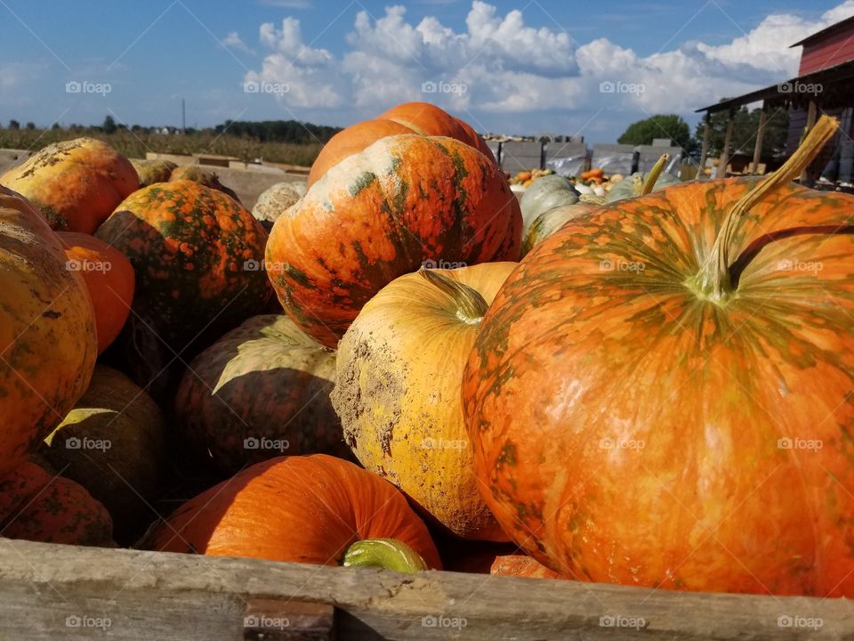 pumpkins