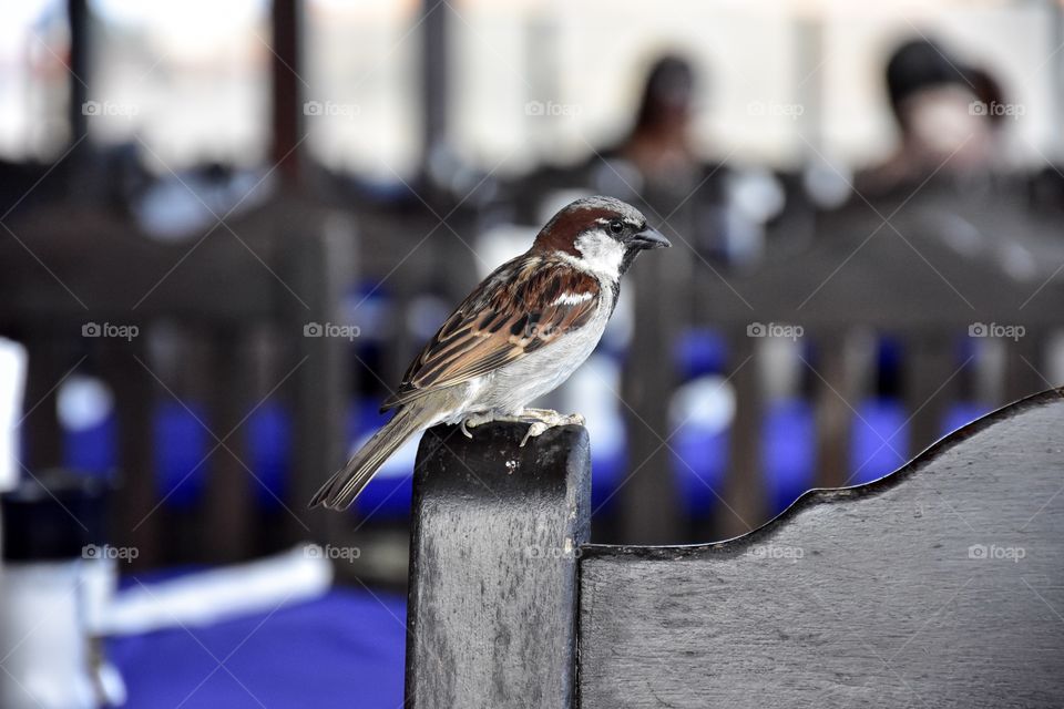 Birds, sparrow