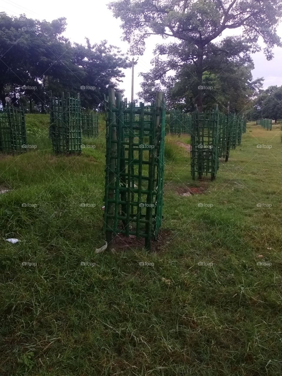 Environmental protection, plantation for environment,small plant in a school field,plantation with security,grassland field.