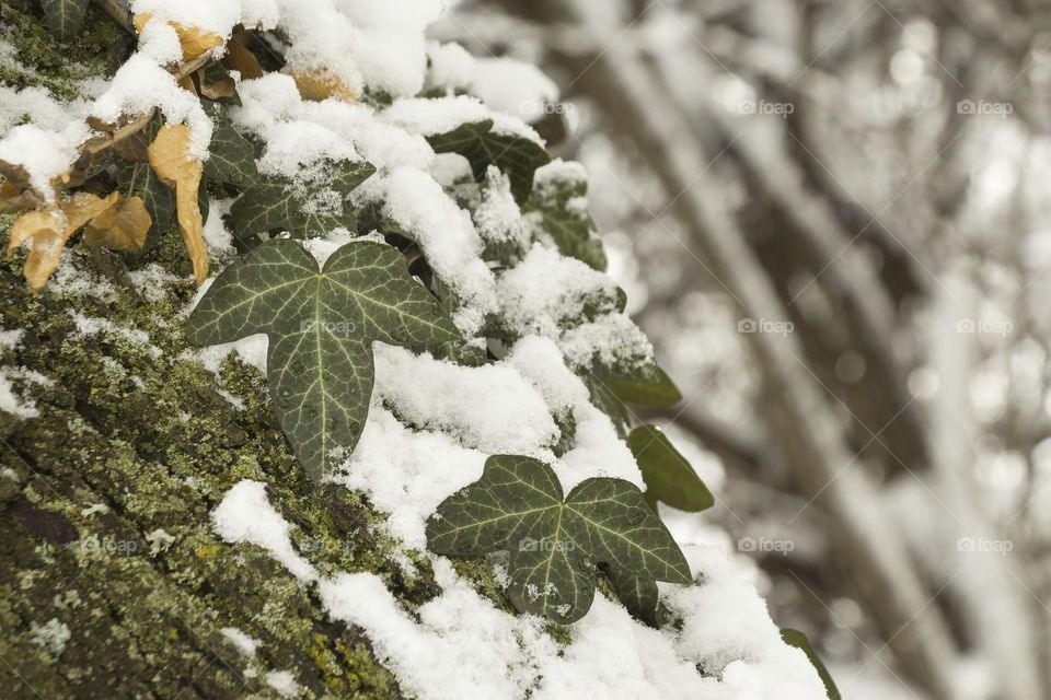 Common ivy on tree trunk covered with snow 