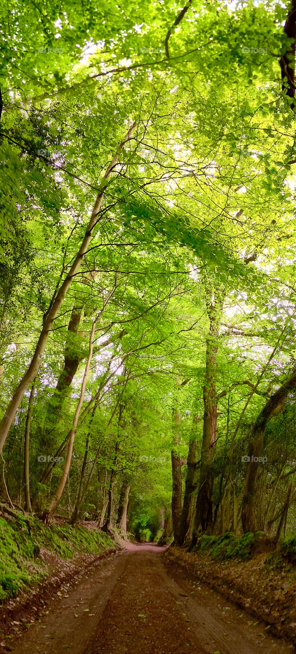 Forest panorama. It doesn't have a story. It's a forest.