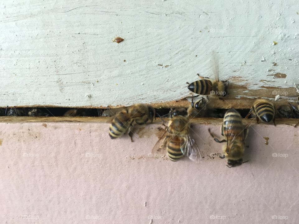 Busy Boxes of Bees