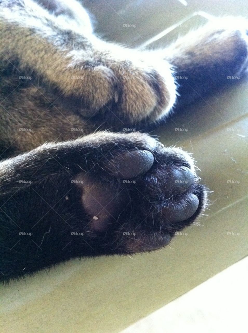 Kitty paw