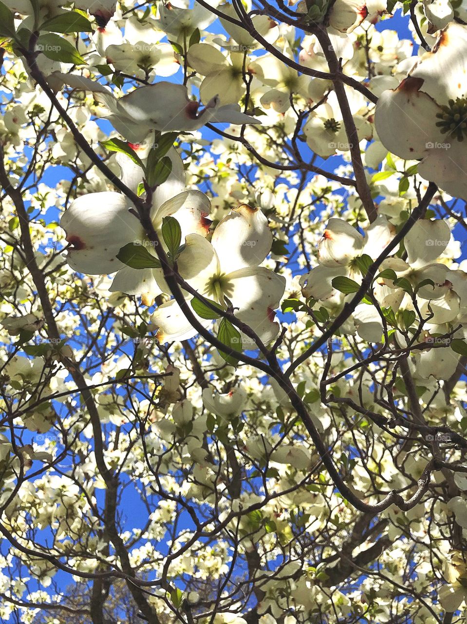 Dogwood blossoms against a blue sky