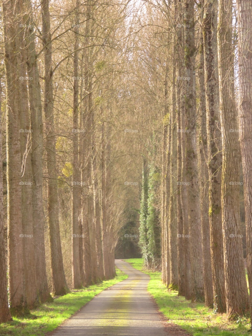 green arch