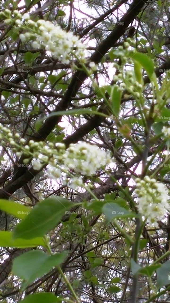 Tree in bloom