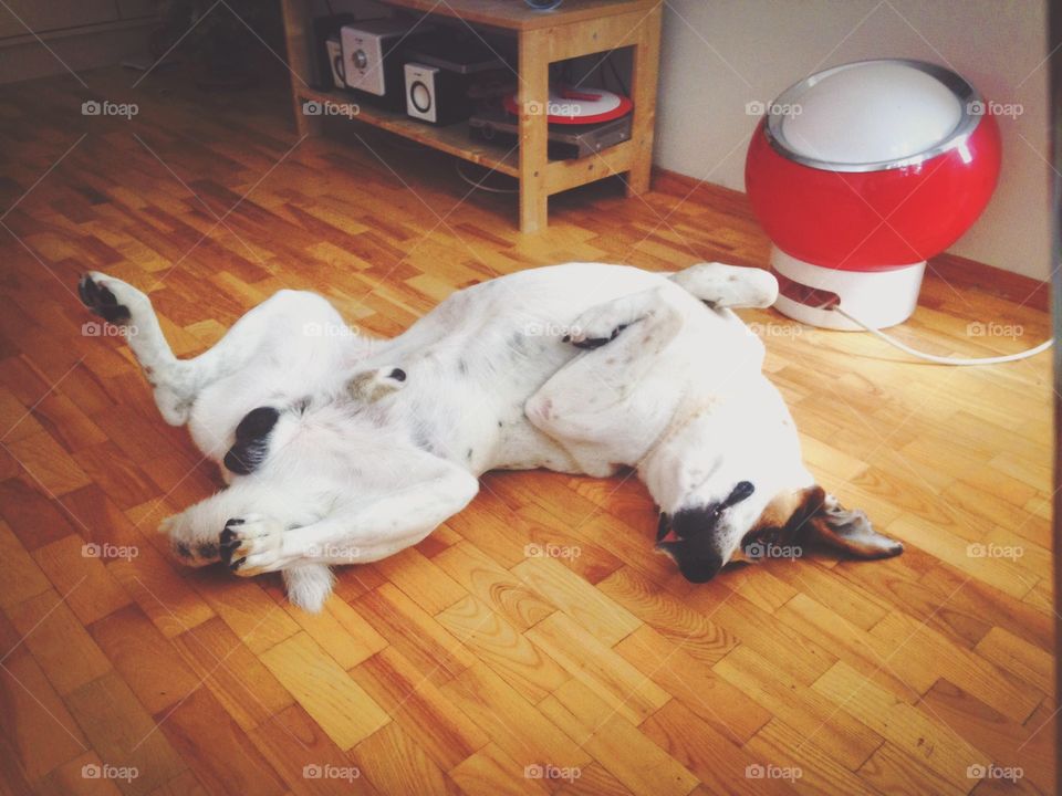 Indoors, Dog, Floor, Furniture, Trading Floor