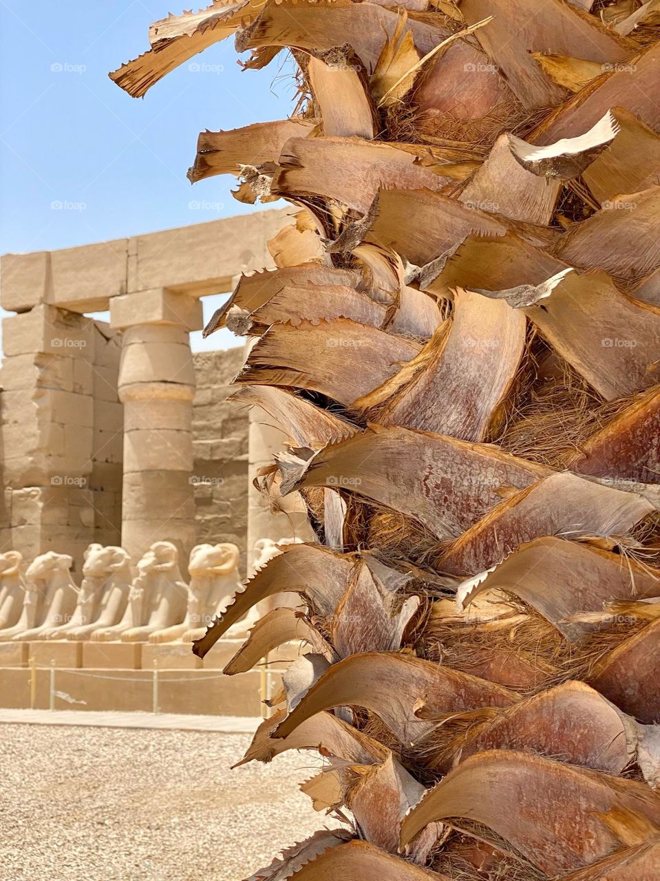 Desert beauty. Ancient Egypt