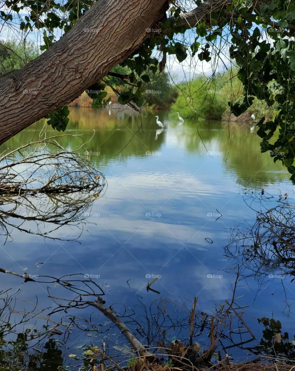 Peaceful Morning at the Lake
