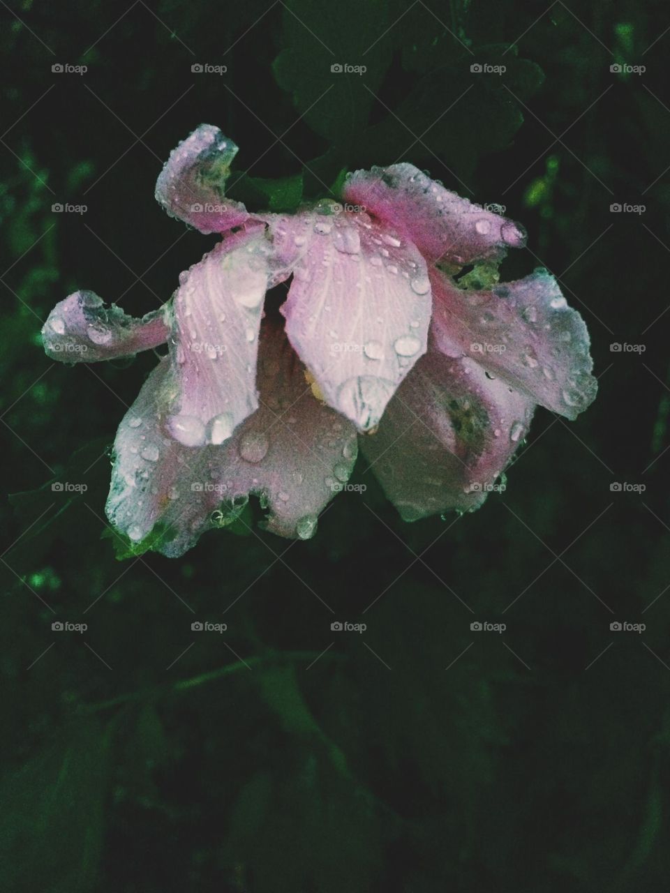 Pink flower on a rainy day
