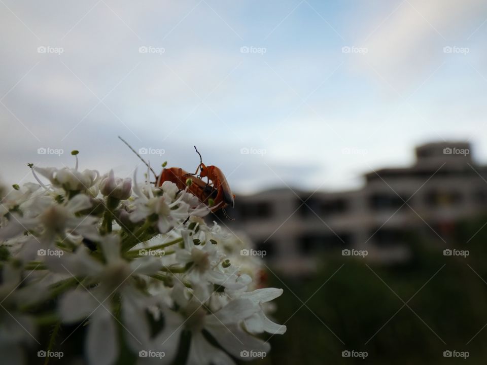 bugs on a flower